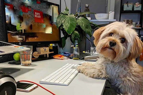 Bürohund am Schreibtisch