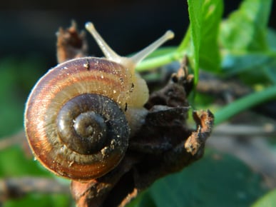 Golden_Ratio_on_a_snail_shell