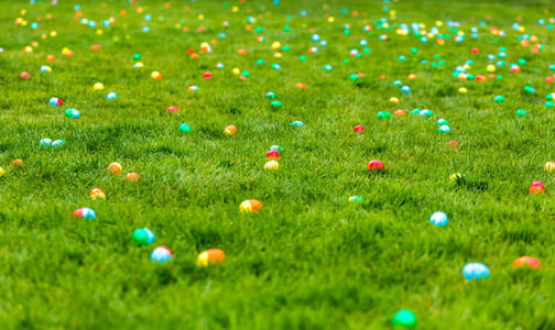 Suche nach Google Easter Eggs auf einer Wiese