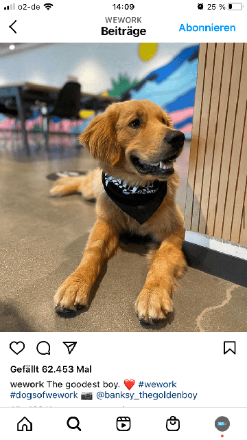 Instagram-Marketing-dogsofwework kampagne