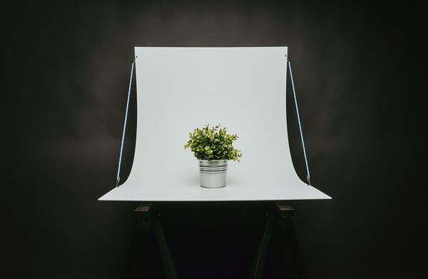 Produktfotografie-Beispiel Pflanze auf Hohlkehle