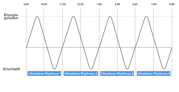 Der ultradiane Rhythmus in Menschen