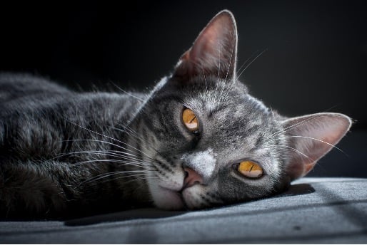 Liegende Katze mit grauem Fell nimmt Sonnenbad