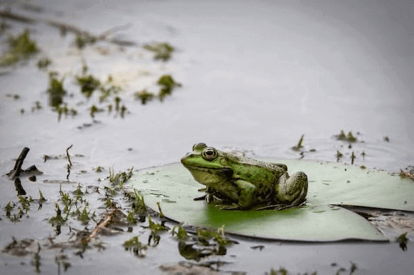 Frosch sitzt auf einer Seerose symbolisierend für das Eat-the-Frog-Prinzip