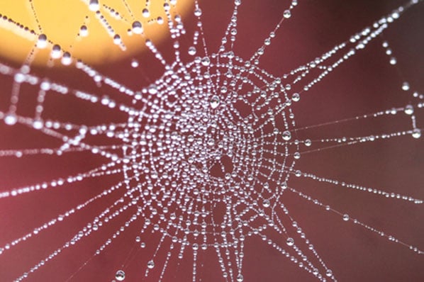 Spinnennetz mit regentropfen als symbol für vernetzte Cluster