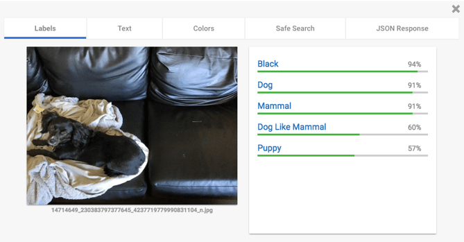 Cloud Vision API Test – Hund