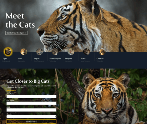 cta-beispiel-panthera