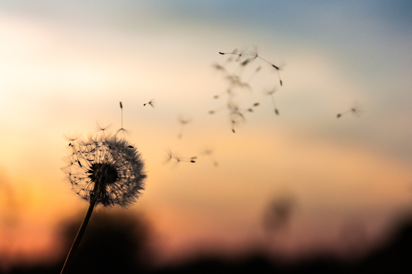 Pusteblume und fliegende Samen beim Sonnenuntergang als Symbol fuer inspirierende Marketing-Zitate 