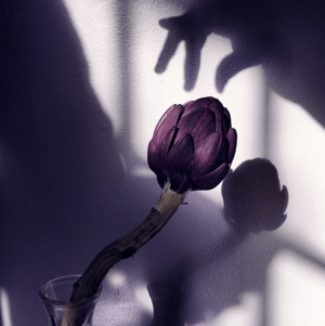 Blume-bei-Tageslicht-ohne-Blitz-fotografiert.png HubSpot-Blume-bei-Tageslicht-ohne-Blitz-fotografiert