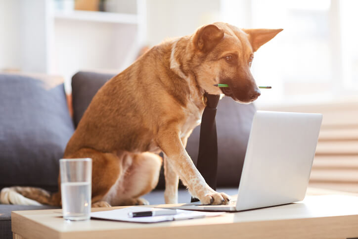 Hund sitzt vor Laptop