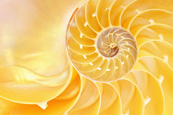 Goldener Schnitt verdeutlicht anhand einer Nautilus Shell