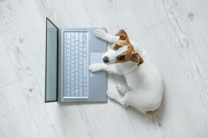 Hund-sitzt-am-Laptop-und-arbeitet-an-Onepager