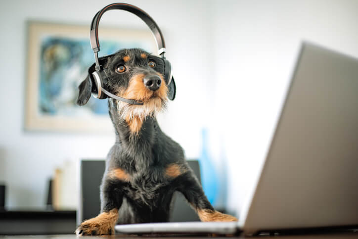 Hund mit Headset sitzt am Laptop und guckt sich die Service Trends 2022 an