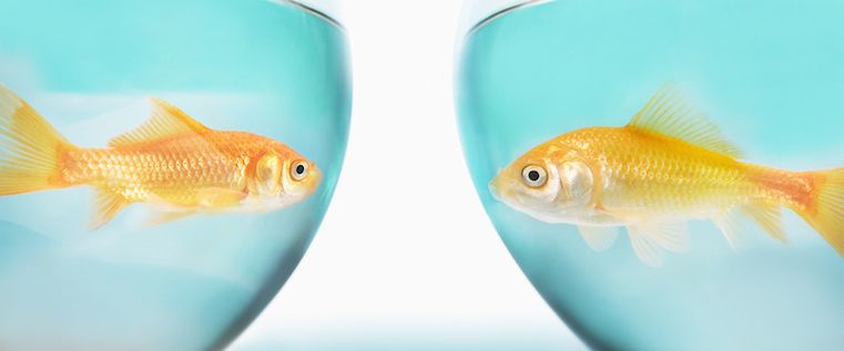 Das Goldfisch-Dilemma: Inhalte für kurze Aufmerksamkeitsspannen